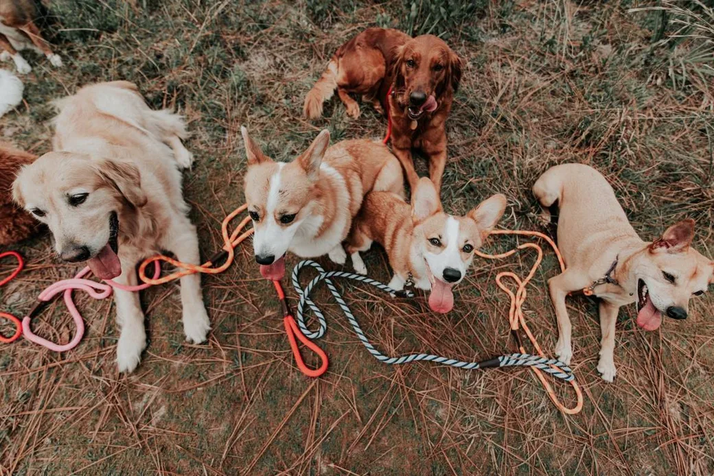 Groupe de chiens de races différentes couchés dans l'herbe avec leurs laisses, illustration de l'article sur les sorties en pension canine