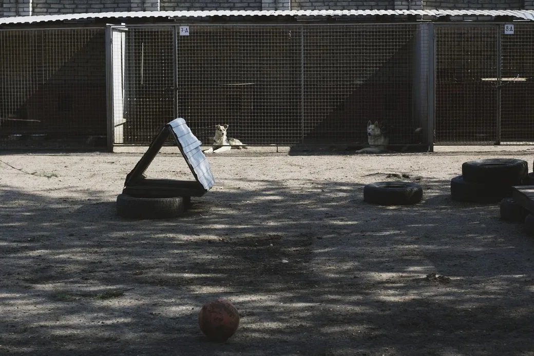 Aire d'exercice en plein air d'une pension canine avec pneus et ballon pour l'activité des chiens, boxes grillagés en arrière-plan
