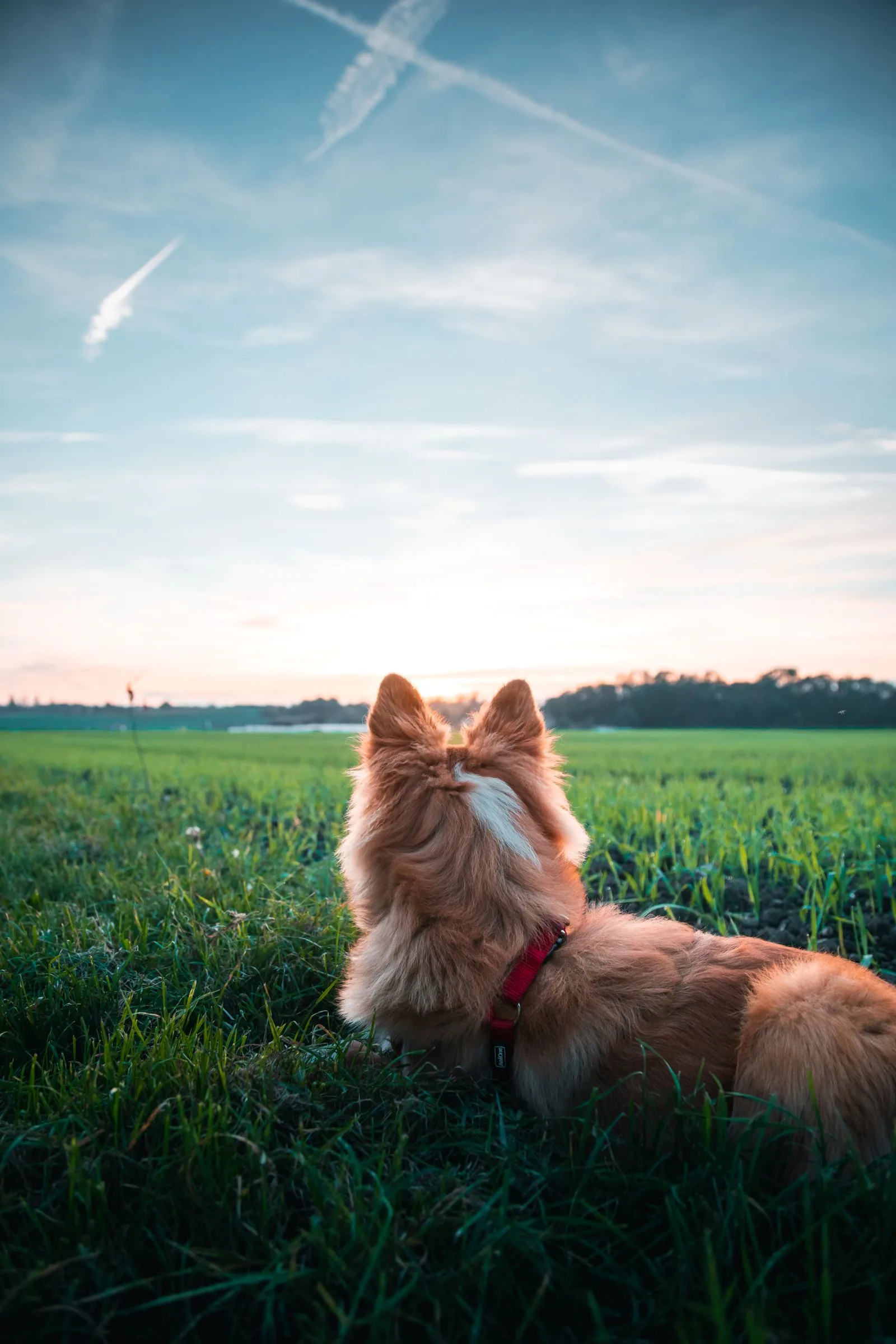 Chien au collier rouge allongé dans un champ herbeux, l'espace extérieur qu'une pension animale doit offrir aux animaux